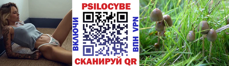 Псилоцибиновые грибы Psilocybe  купить  цена  кракен   Шатура 